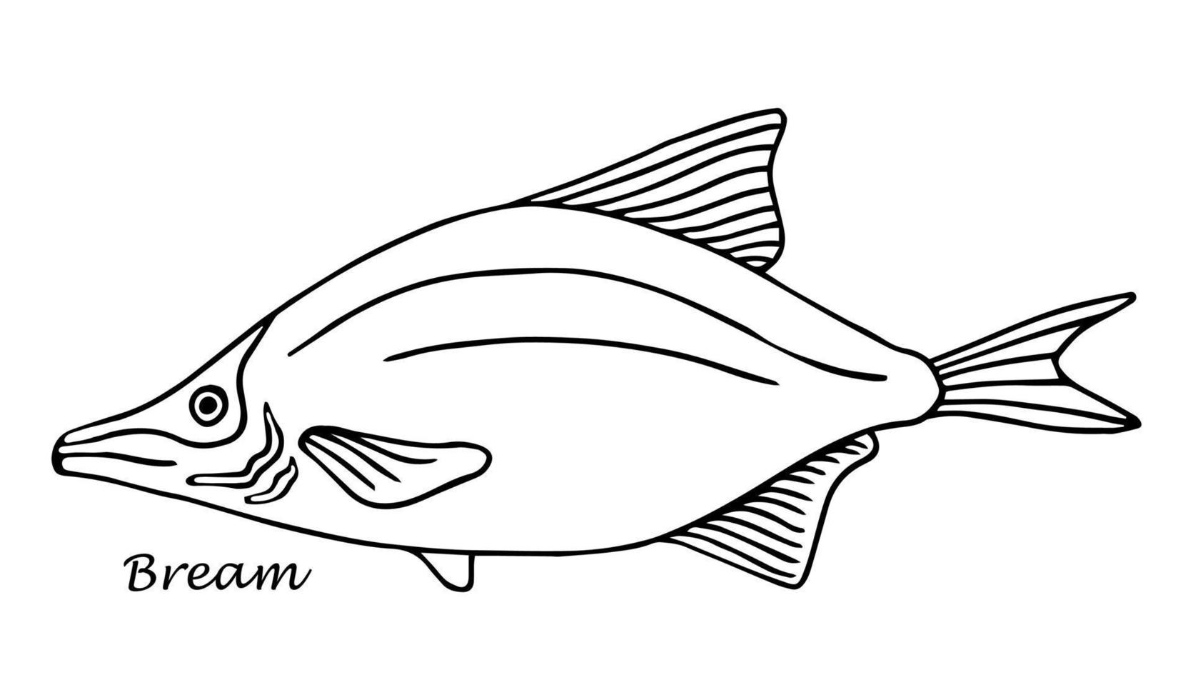 Sketch sea bream sketch vintage. Hand drawn vector illustration of fish isolated on white background