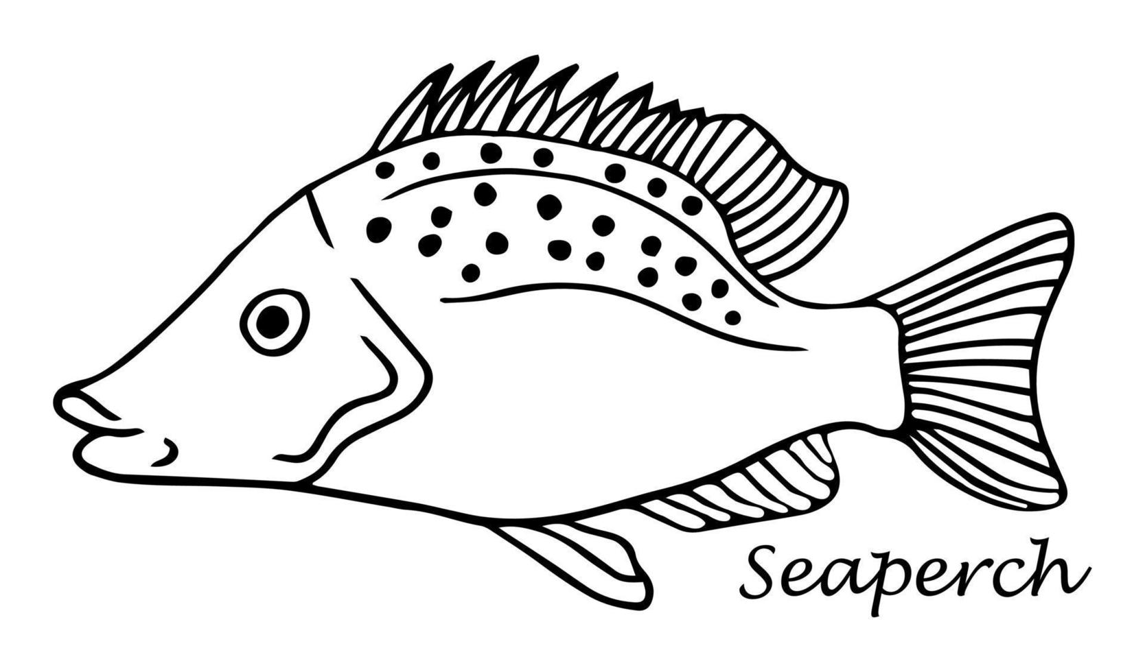 Perch fish sketch. Hand drawn vector illustration. Seafood design element for packaging. Engraved style illustration. Can used for packaging design. Perch fish label.