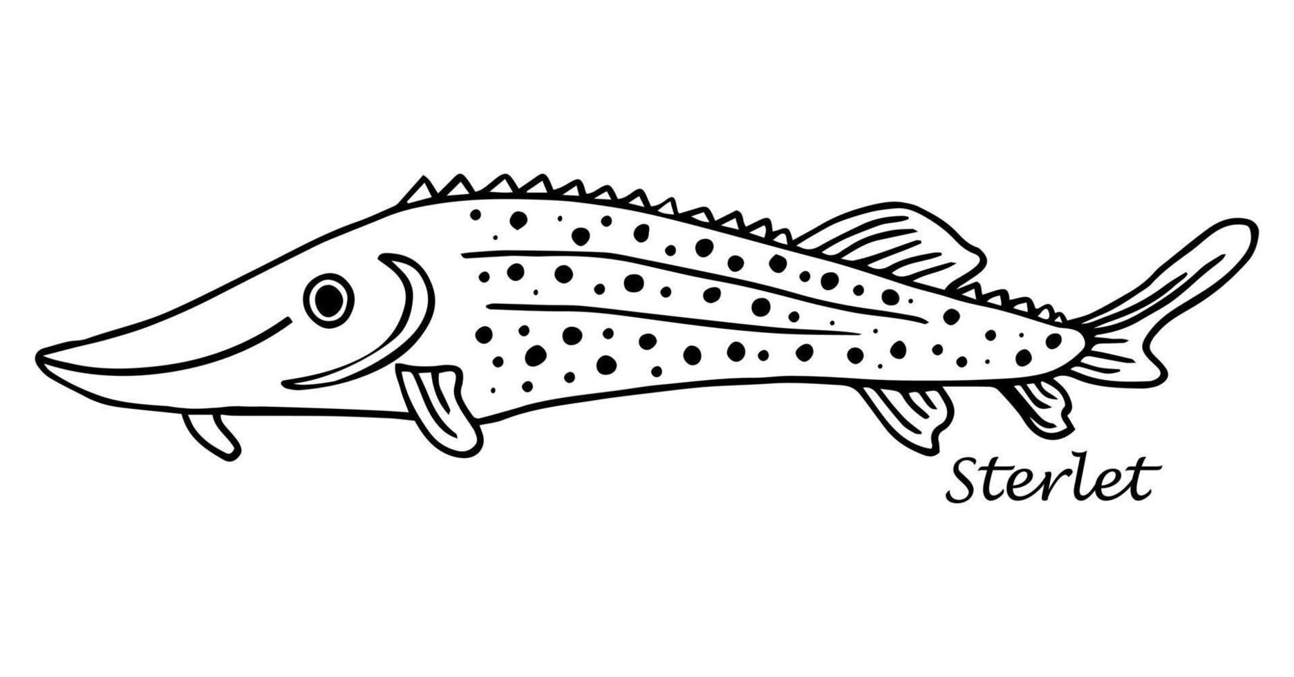 sturgeon Fish,vector hand drawing in linear style vector