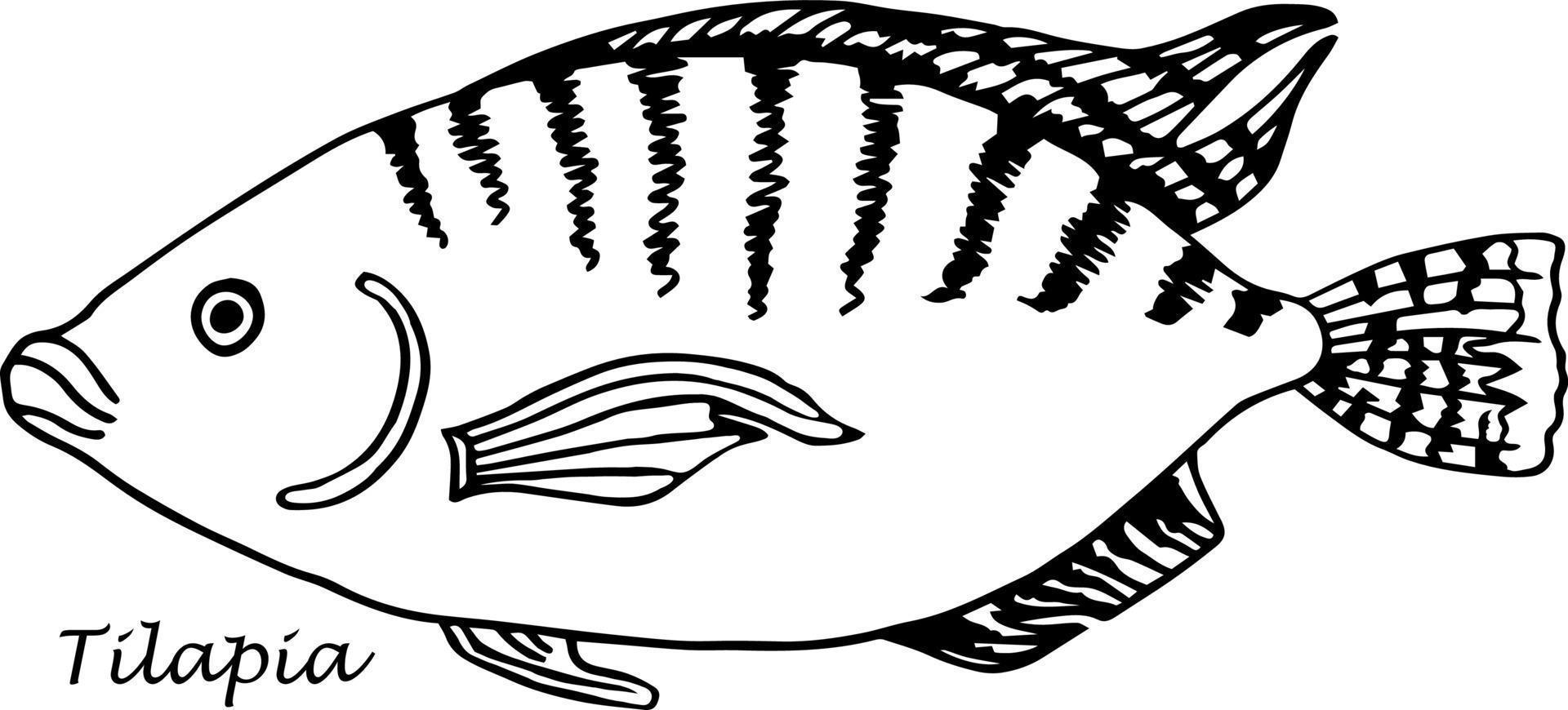 Tilapia fish. Vector illustration cartoon flat icon isolated on white background.