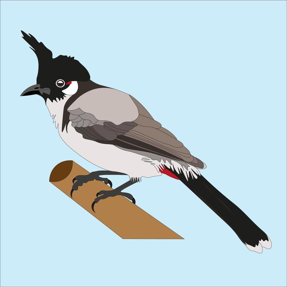 illustration of a crested finches, finches from the country of Thailand have a characteristic black crest on its head, a red color on its throat, and a brownish white color on its chest hair vector