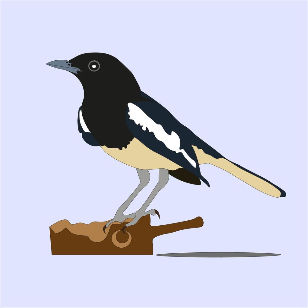 illustration of bird Kucica kampung is a small warbler that was previously classified as a member of the Muscicapidae. This bird has characteristic black and white feathers with a long tail vector