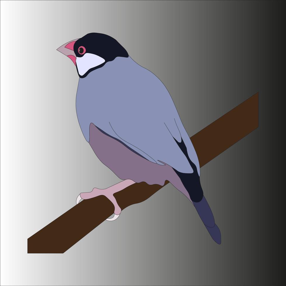illustration The Javanese sparrow is a kind of small warbler. The Javanese sparrow has a characteristic black head, white cheeks and a medium-sized red beak. vector