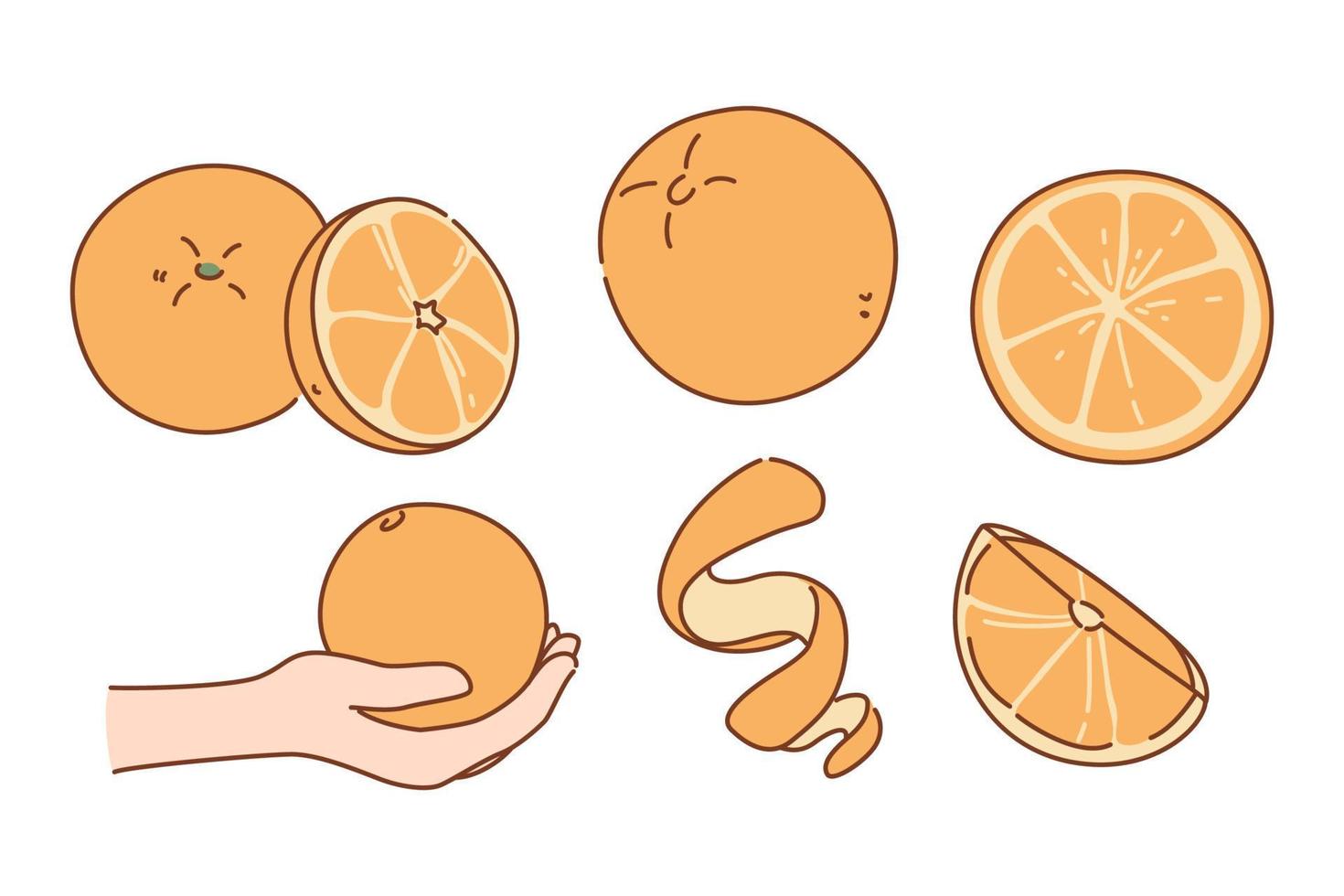Set of juicy fresh oranges sliced or whole. Collection of organic bio tasty mandarin or tangerine. Healthy fruit eating. Good habit concept. Gardening and farming nature product. Vector illustration.