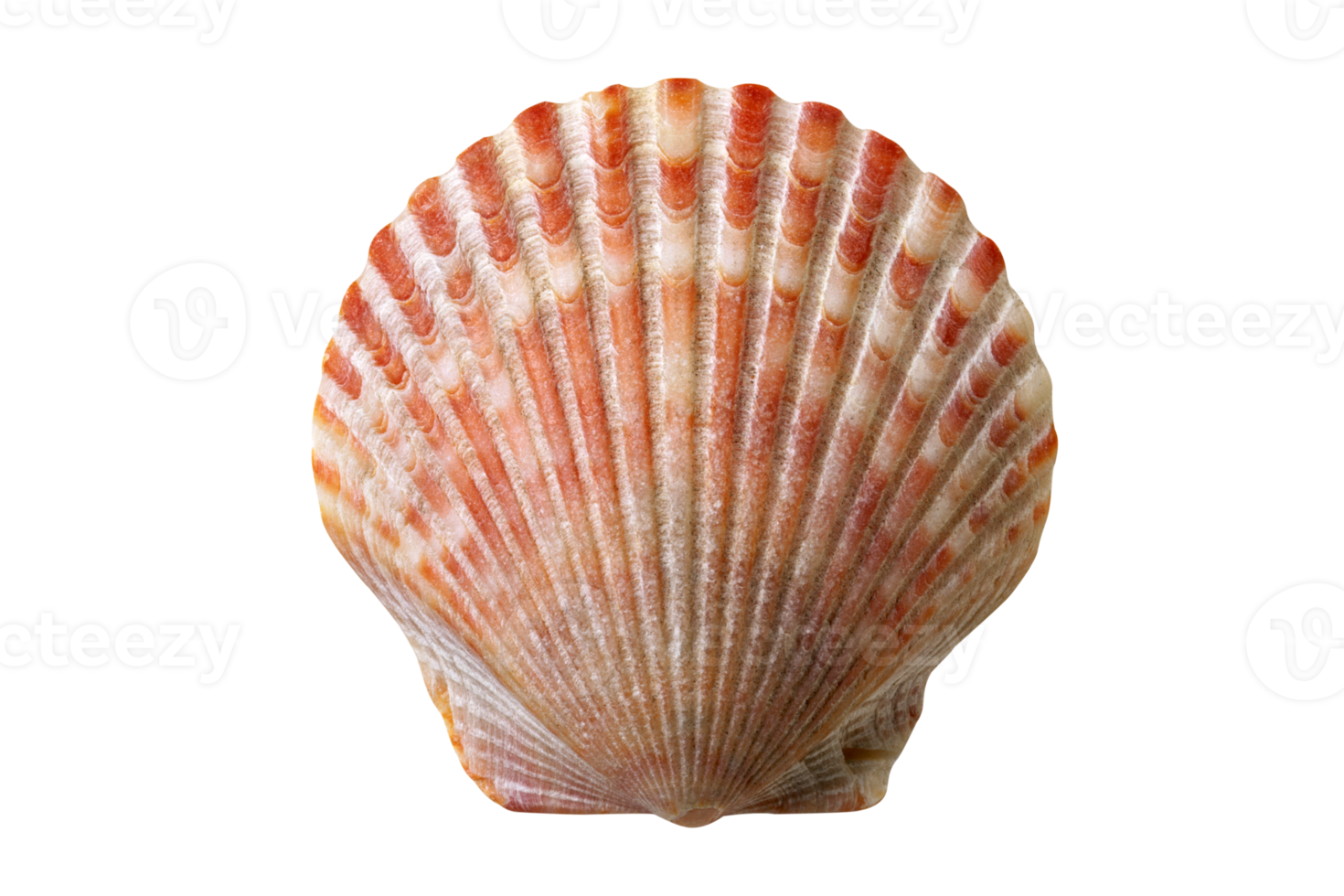 Red shell isolated on a transparent background png