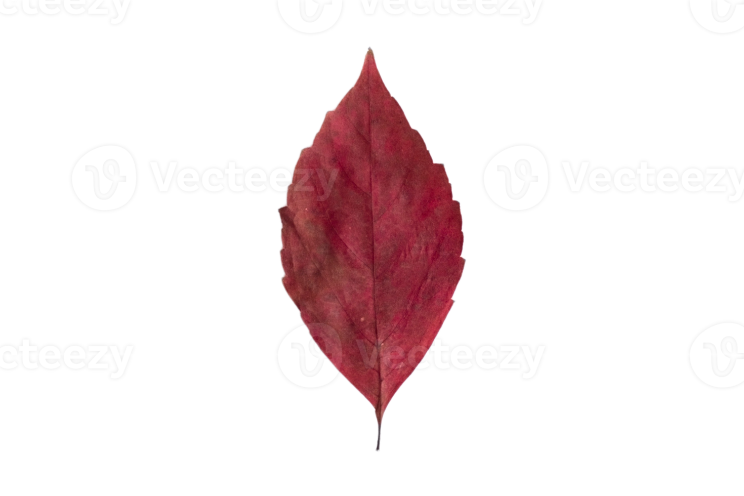 Red leaf isolated on a transparent background png