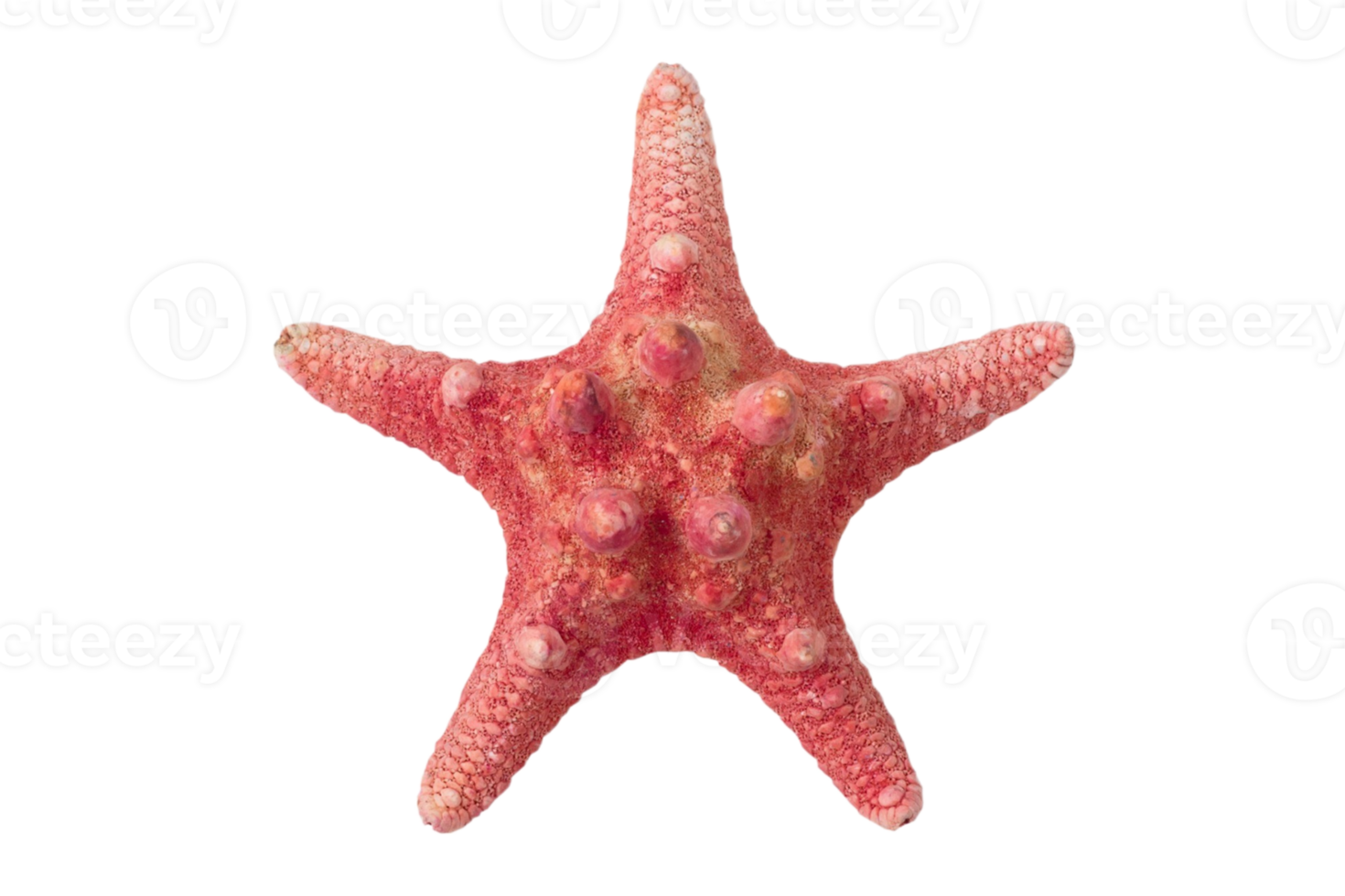 Red starfish isolated on a transparent background png