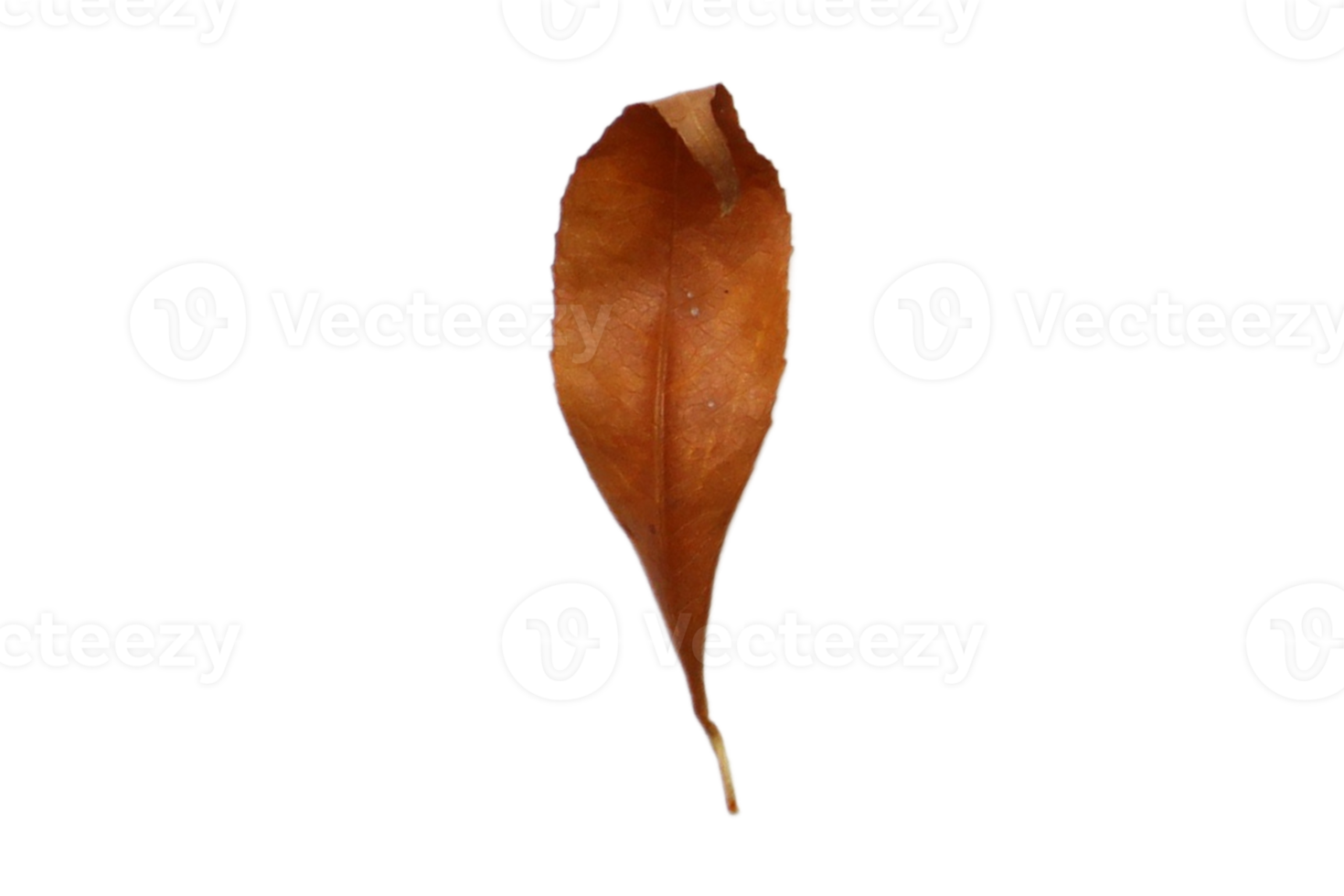 Brown dried leaf isolated on a transparent background png