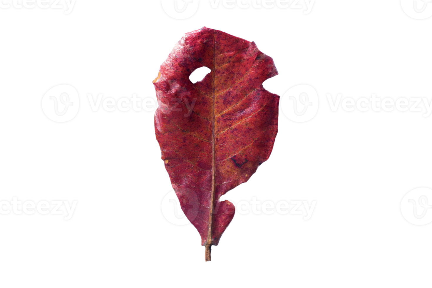 Red dried leaf isolated on a transparent background png