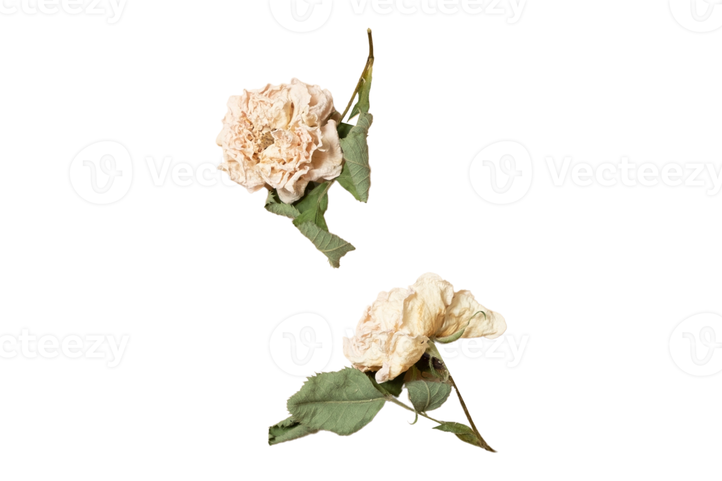 Beige flowers isolated on a transparent background png