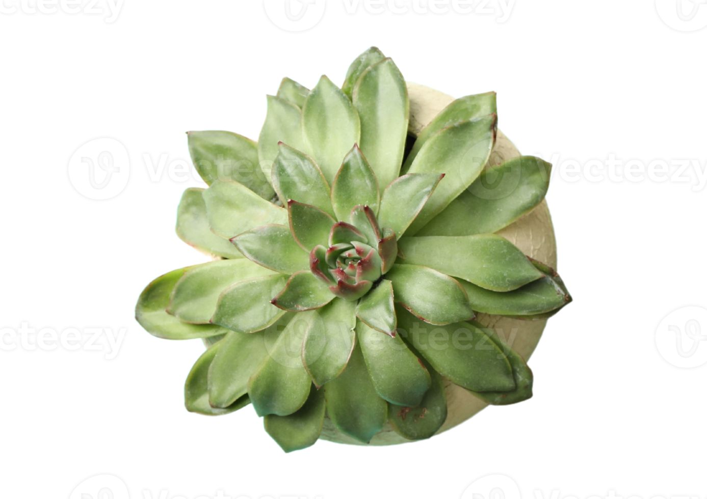 Succulent plant isolated on a transparent background png