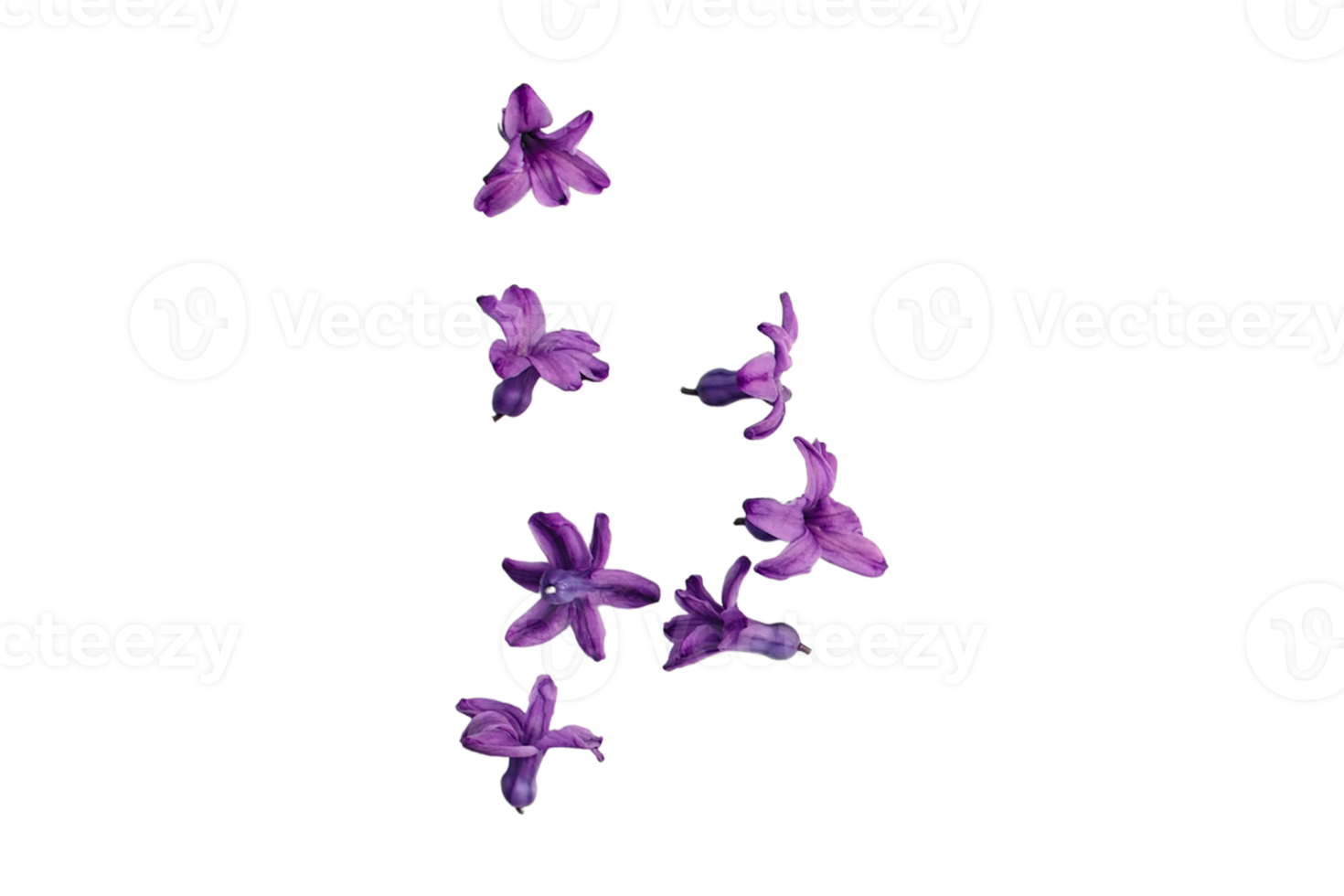 violet fleurs isolé sur une transparent Contexte png