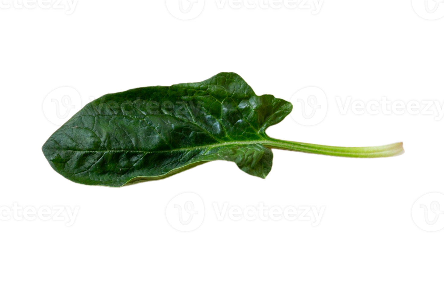 Fresh spinach leaf isolated on a transparent background png