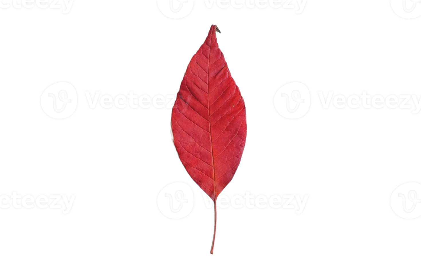 Red leaf isolated on a transparent background png