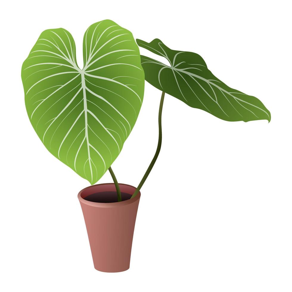 A Potted Plant with a leaf on it - Caladium Plant in Pot isolated on white Background. Vector illustration.