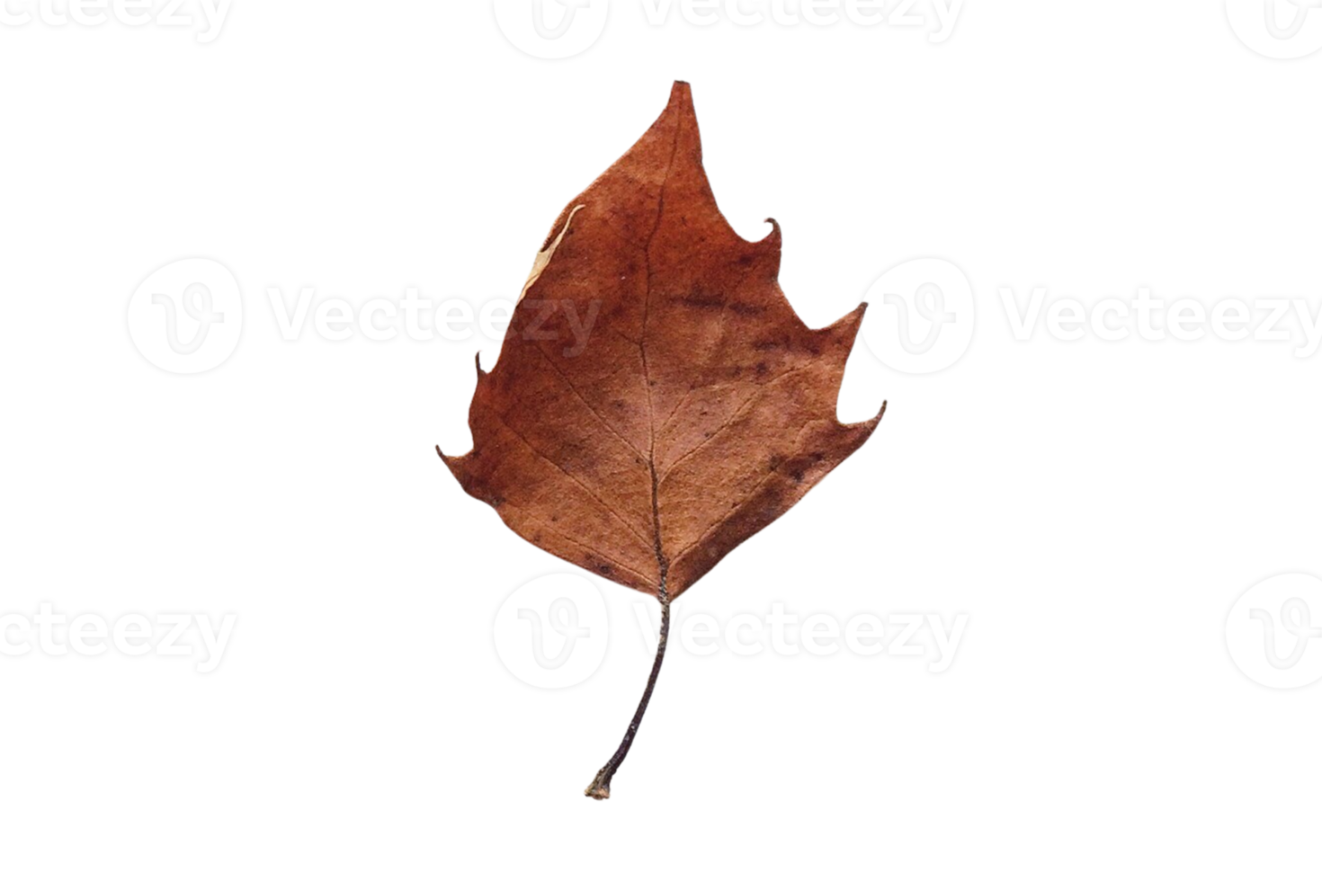 Brown dried leaf isolated on a transparent background png