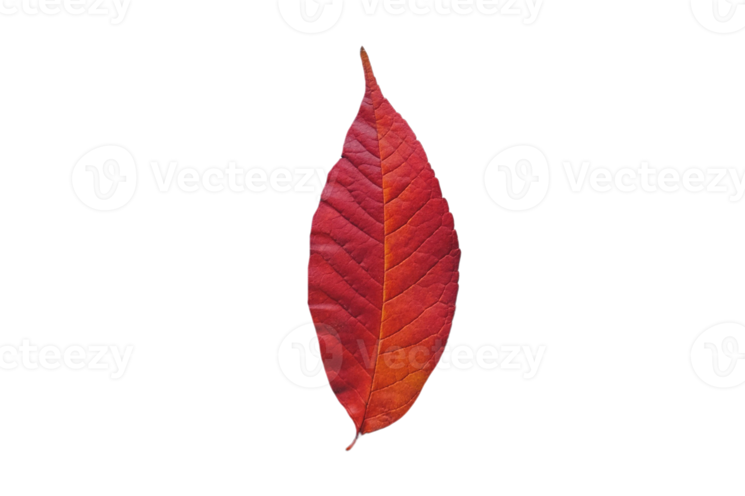 Red leaf tree isolated on a transparent background png