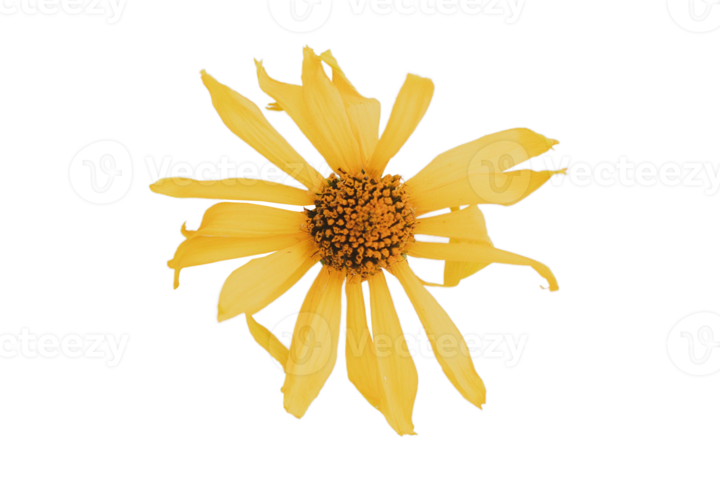 Jaune fleur isolé sur une transparent Contexte png