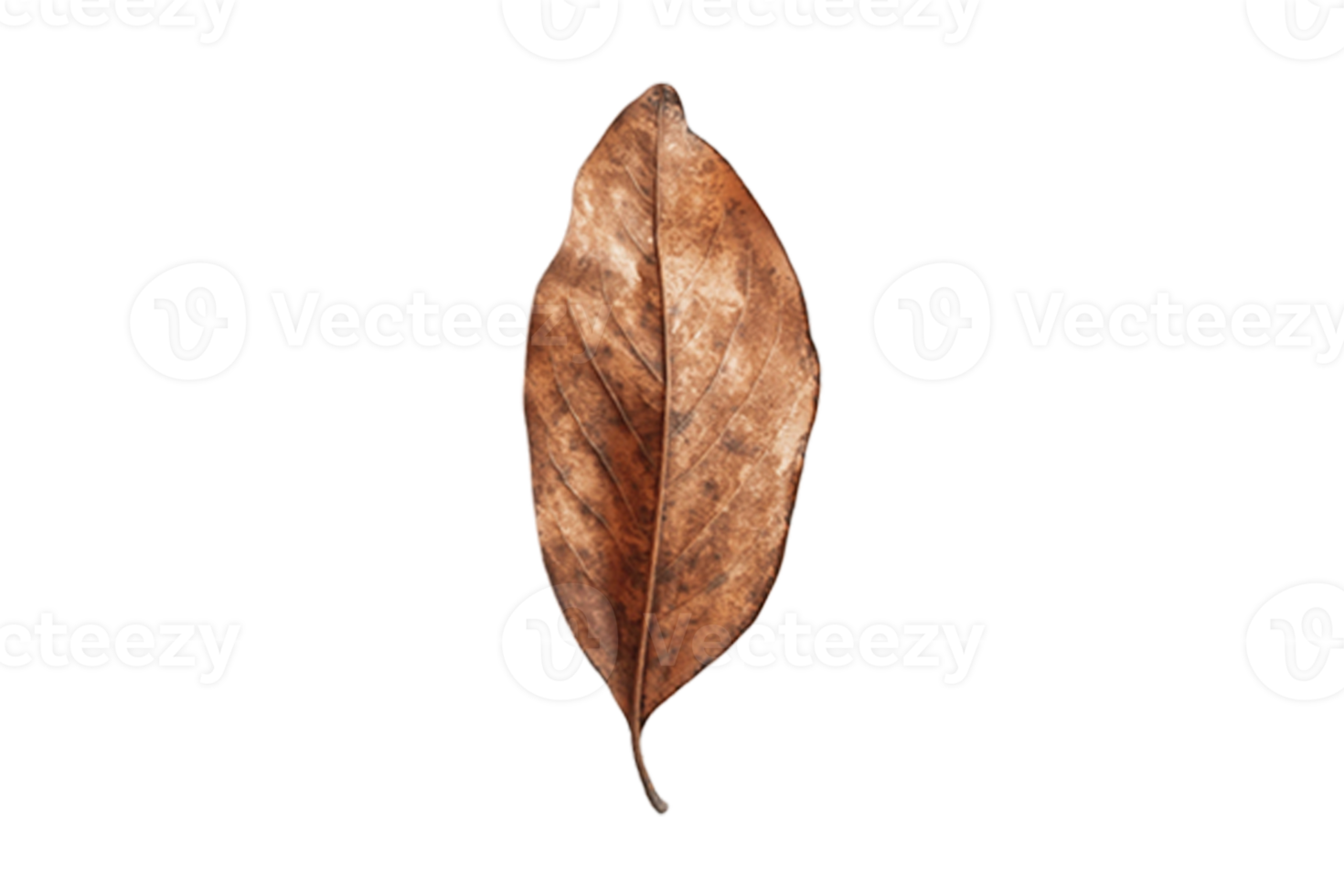 Dried leaf isolated on a transparent background png