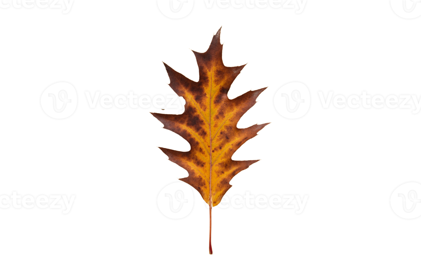 torkades blad isolerat på en transparent bakgrund png