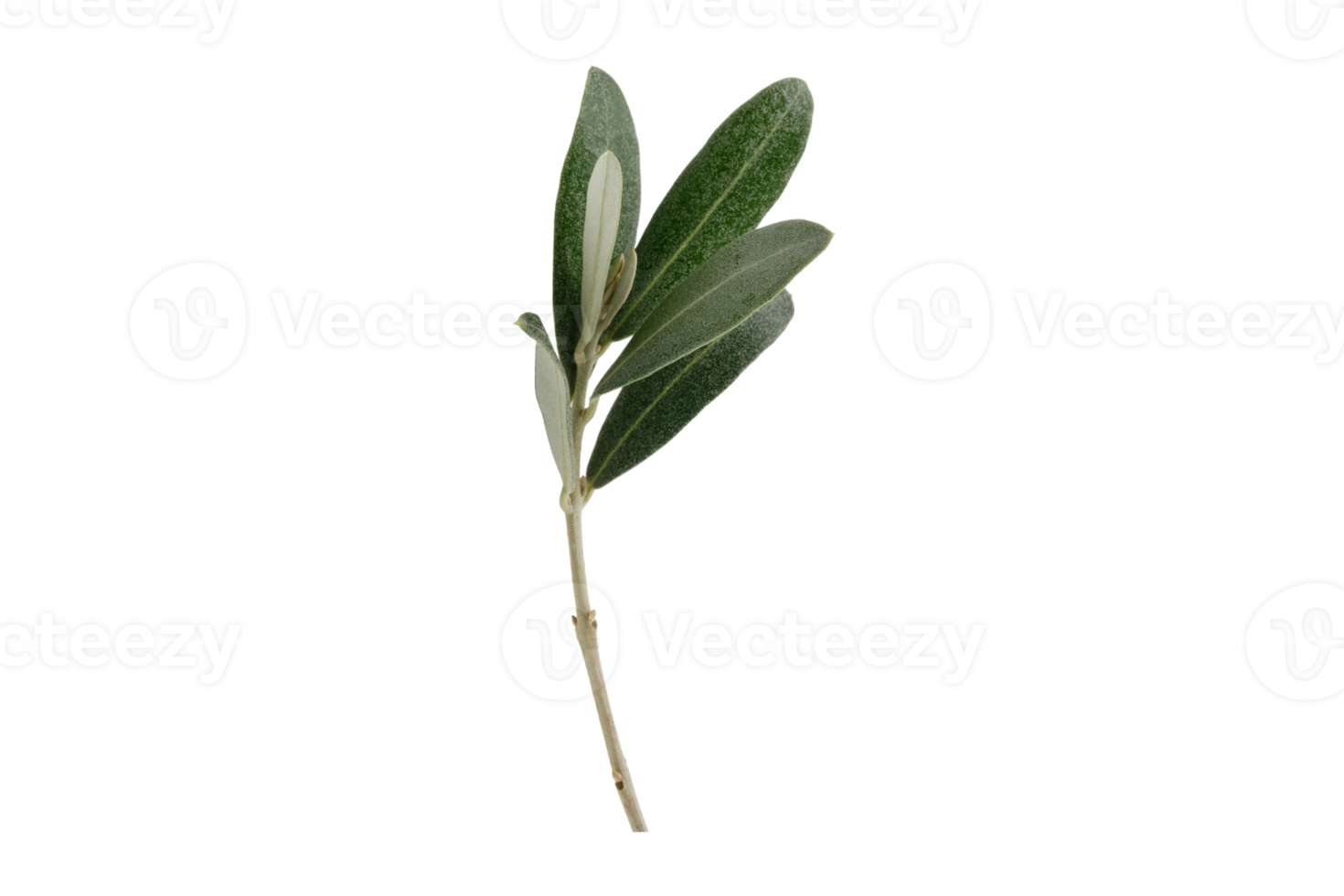 verde aceituna rama aislado en un transparente antecedentes png