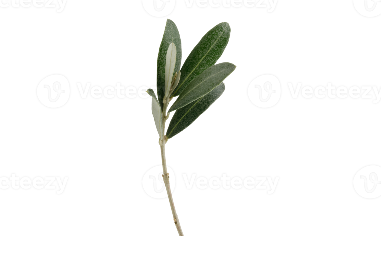 Green olive branch isolated on a transparent background png