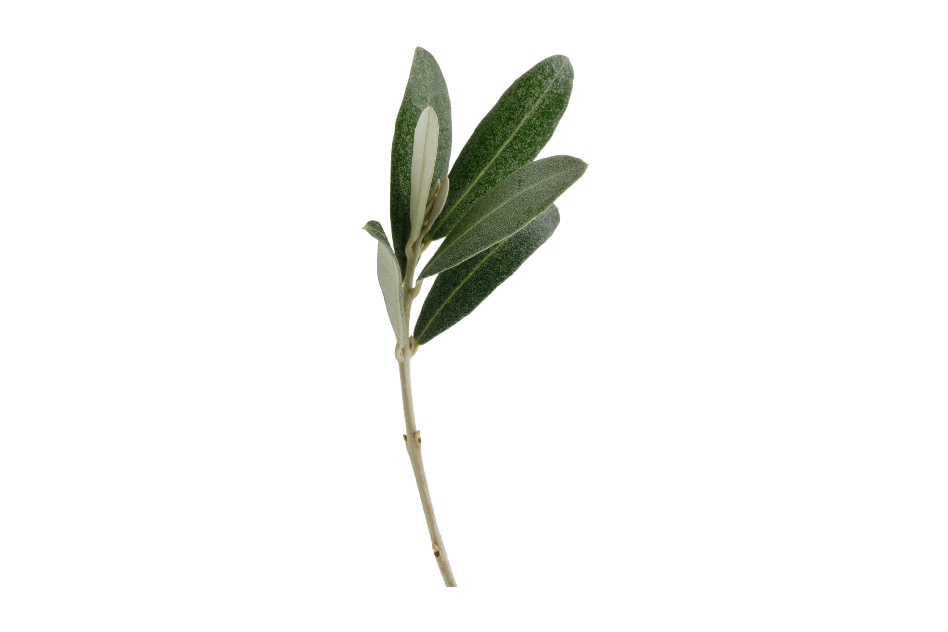 Green olive branch isolated on a transparent background 21346773 PNG