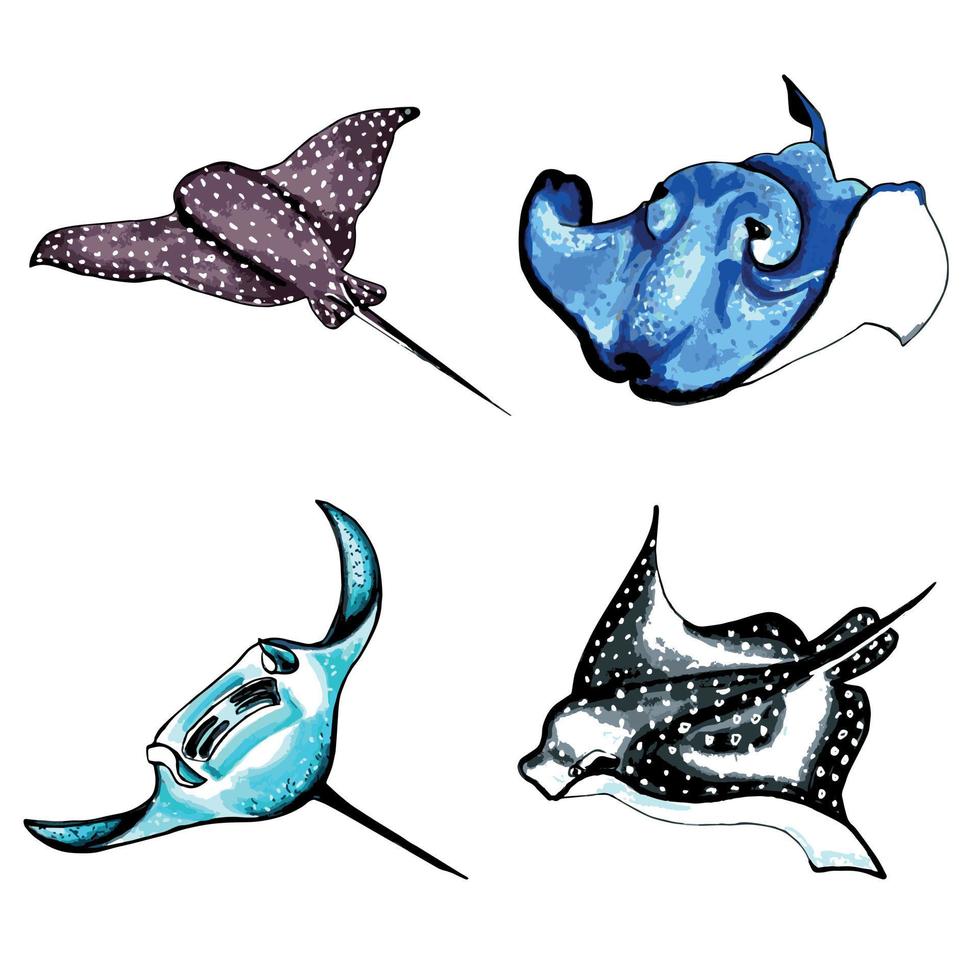 brown, blue, black and aqua color stingray.Vector  EPS illustration marine animals. vector