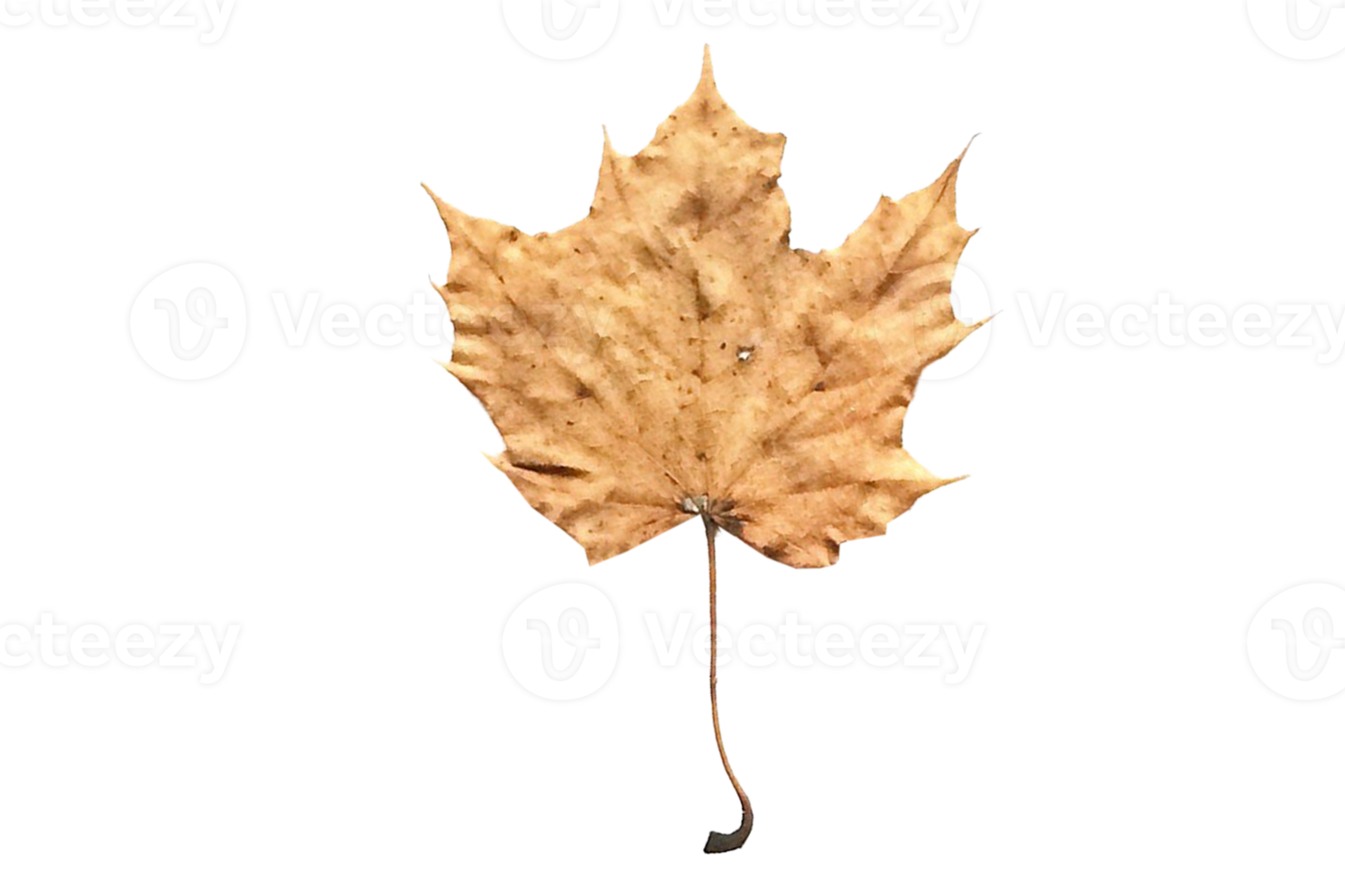 Beige dried leaf isolated on a transparent background png