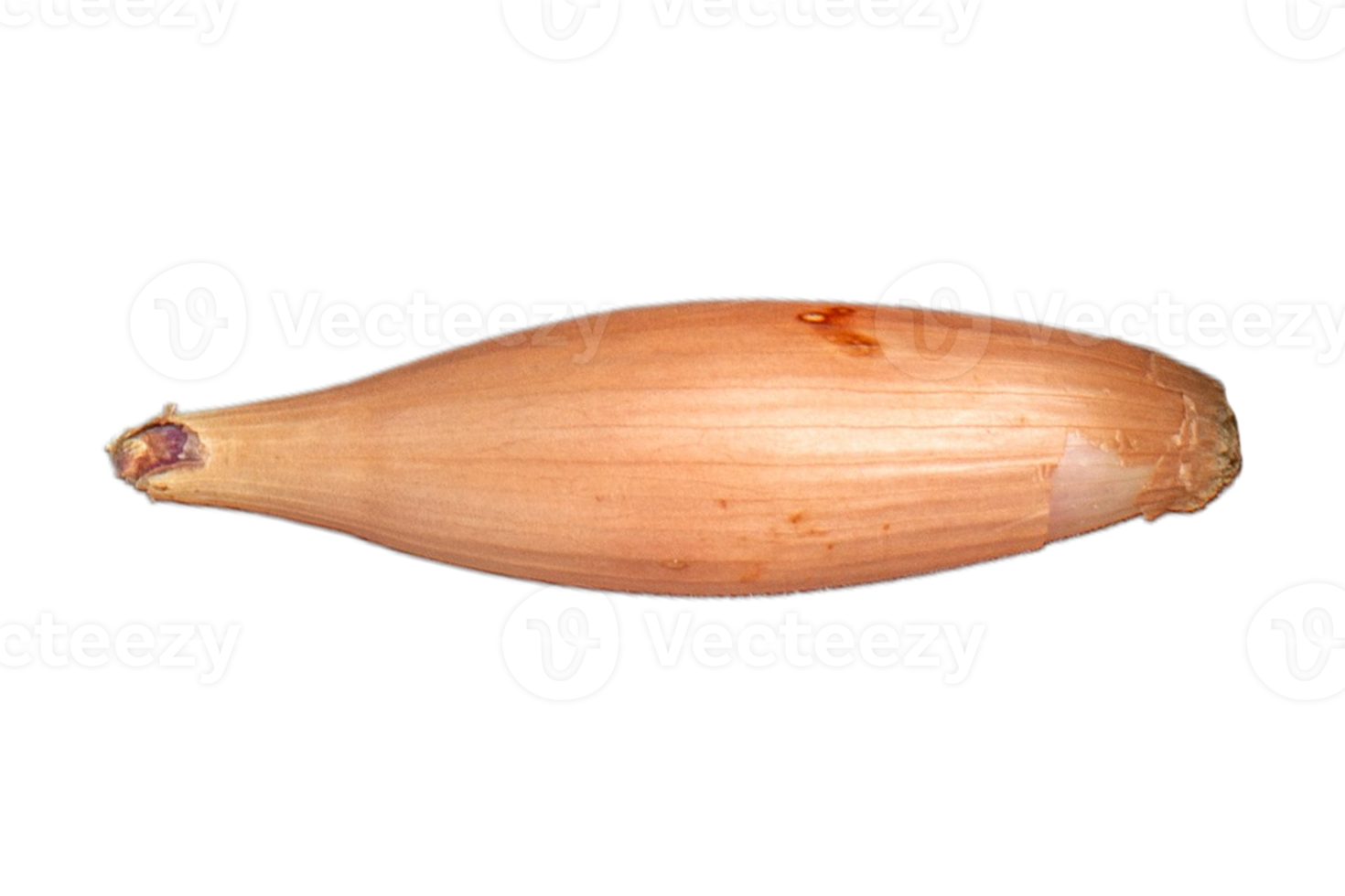 Onion isolated on a transparent background png