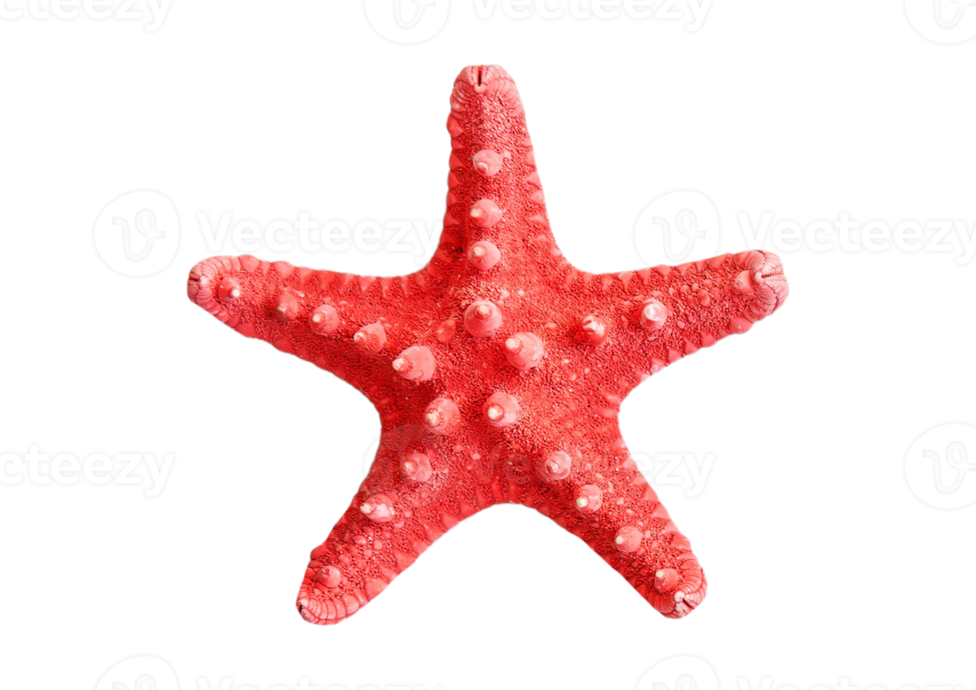Starfish decor isolated on a transparent background png