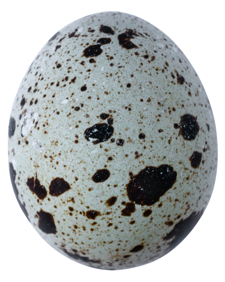 codorniz huevos aislado para diseño png