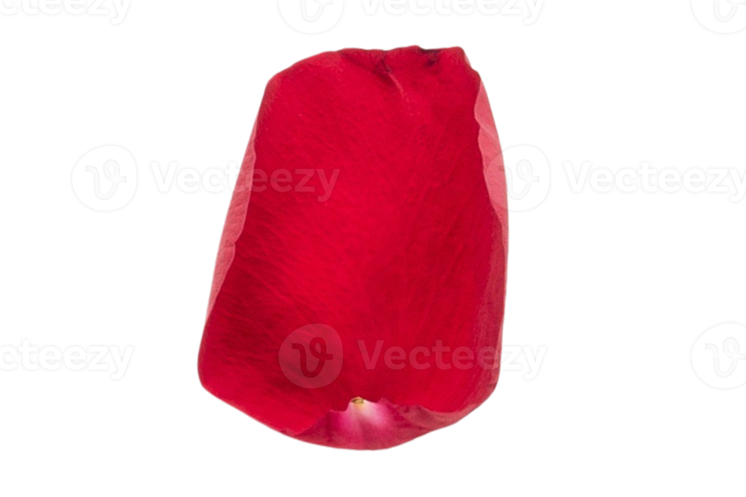 Red petal of roses isolated on a transparent background png