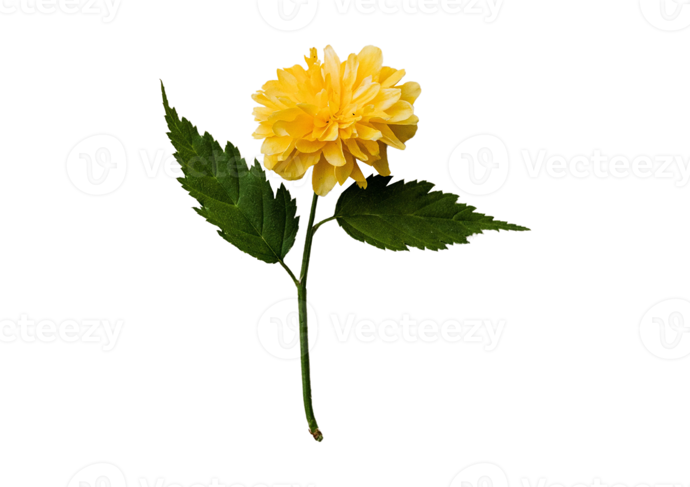 Yellow flower isolated on a transparent background png