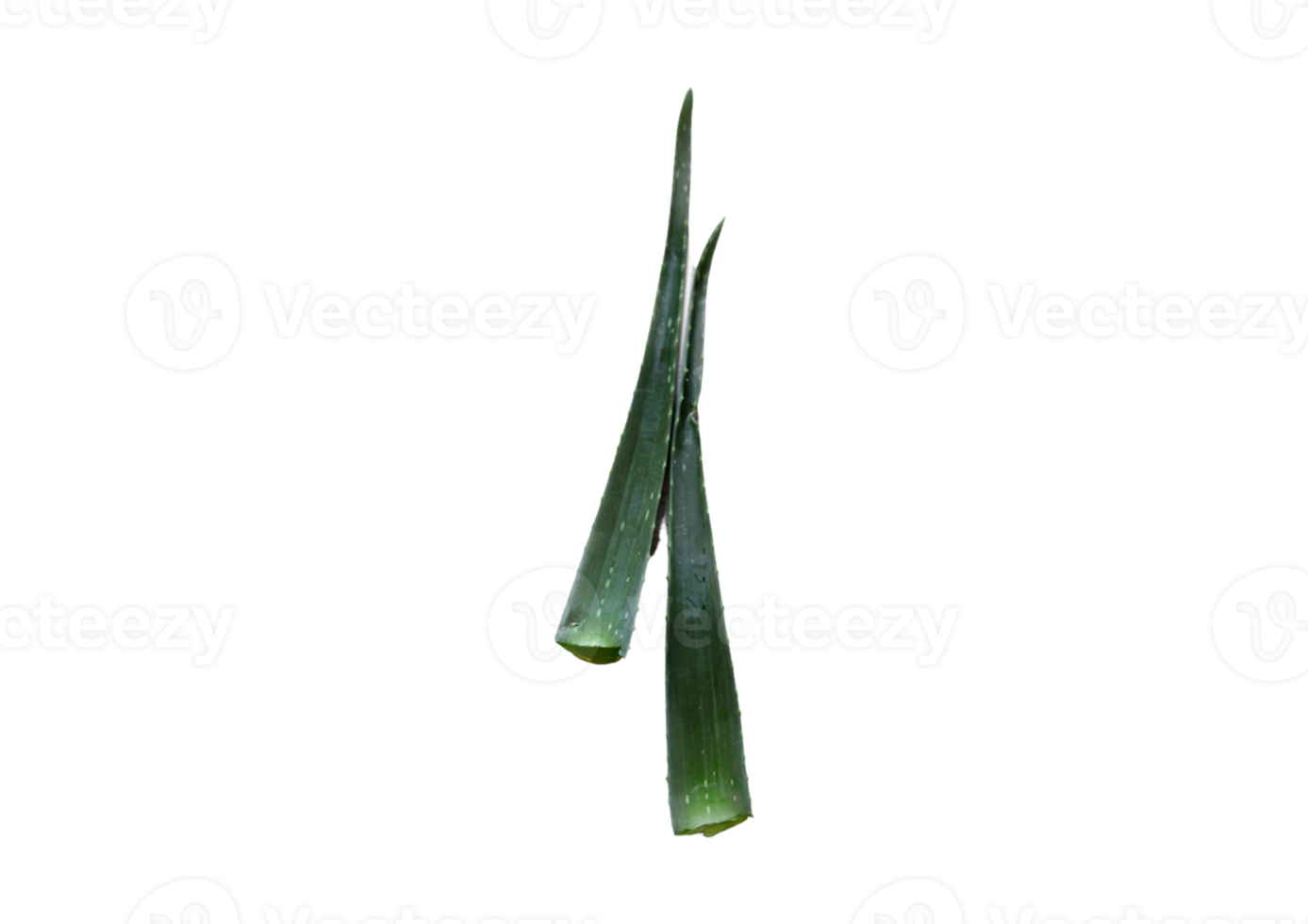 aloe vera blad isolerat på en transparent bakgrund png