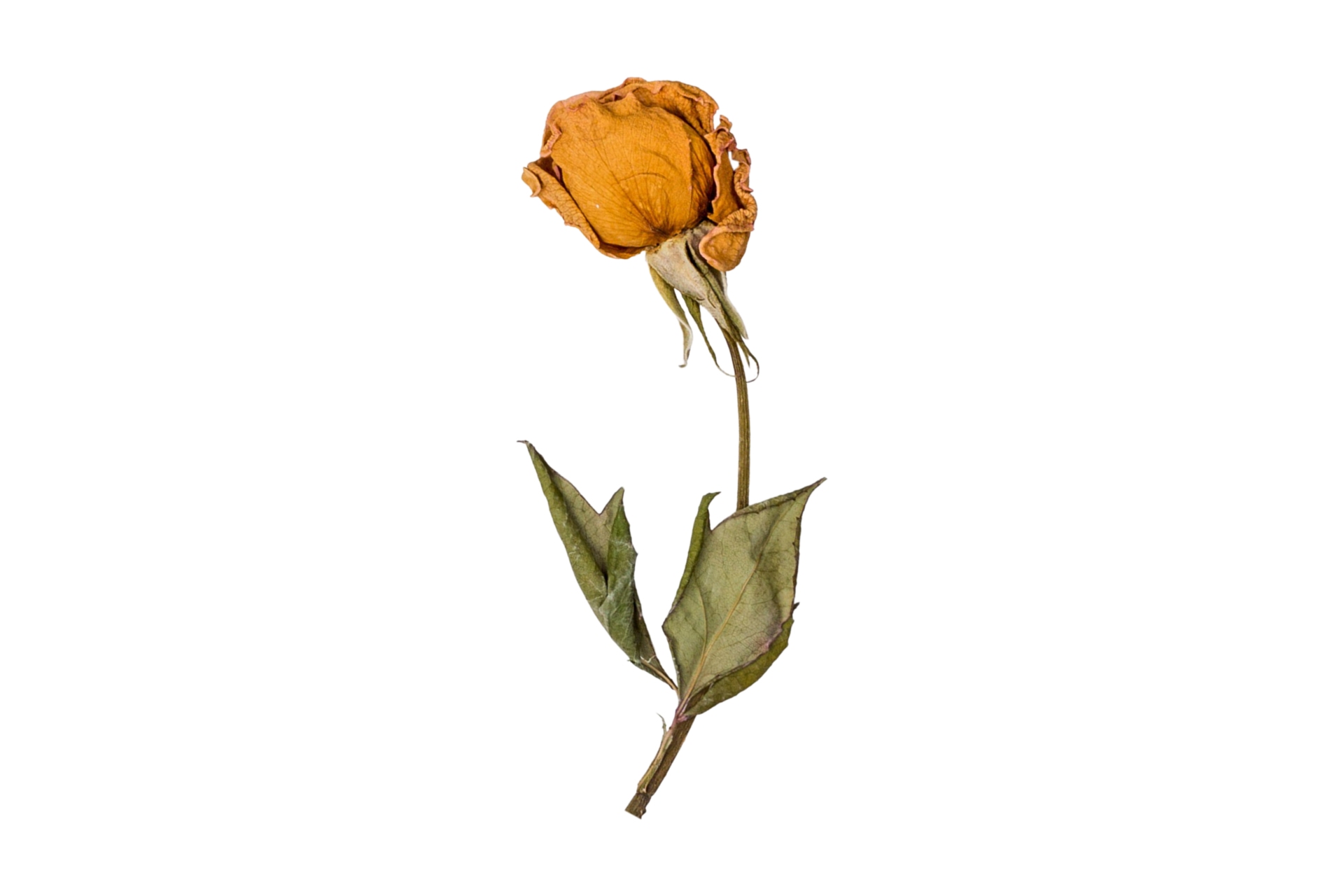 Orange dried flower isolated on a transparent background 21356134 PNG