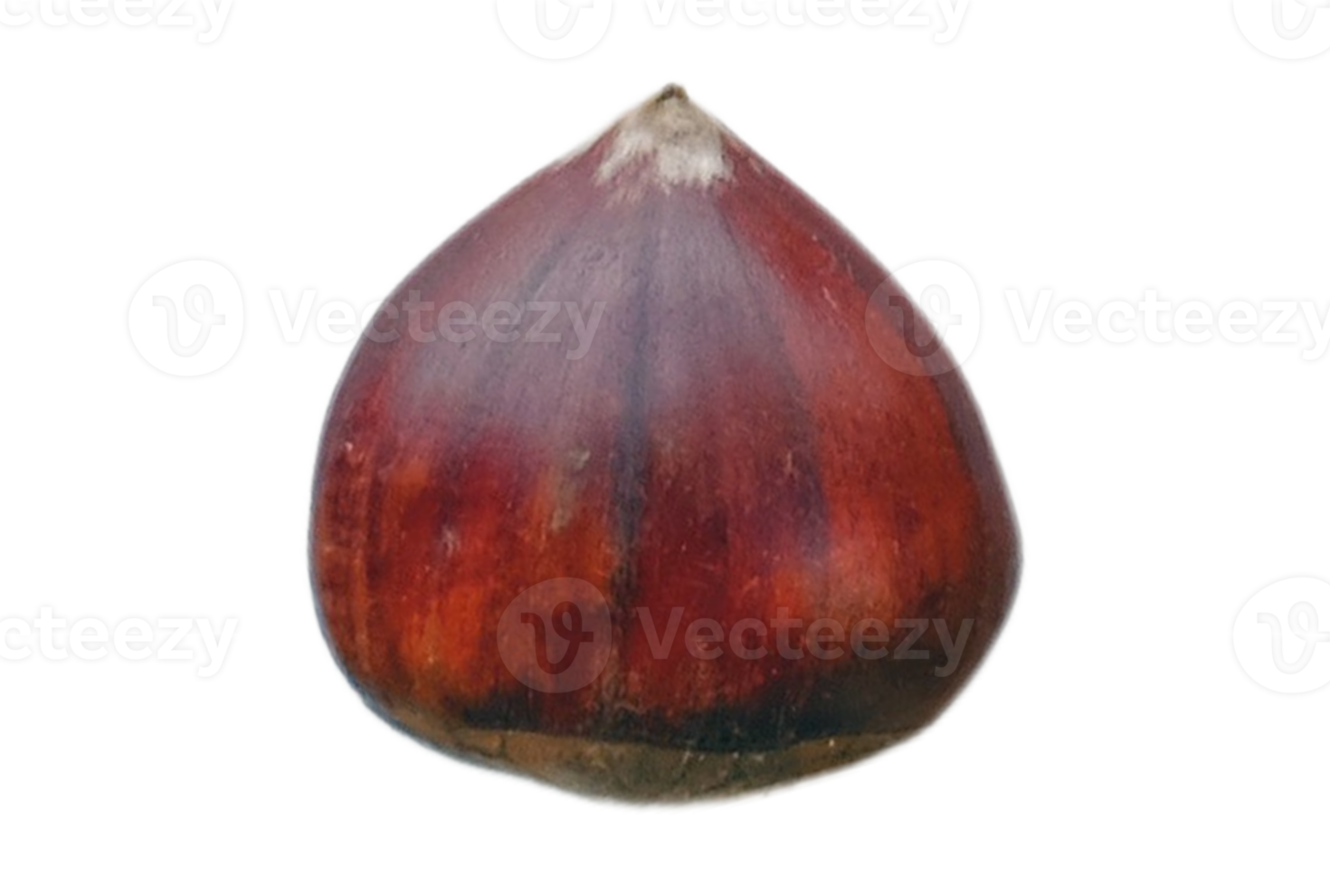 Top view of seed isolated on a transparent background png