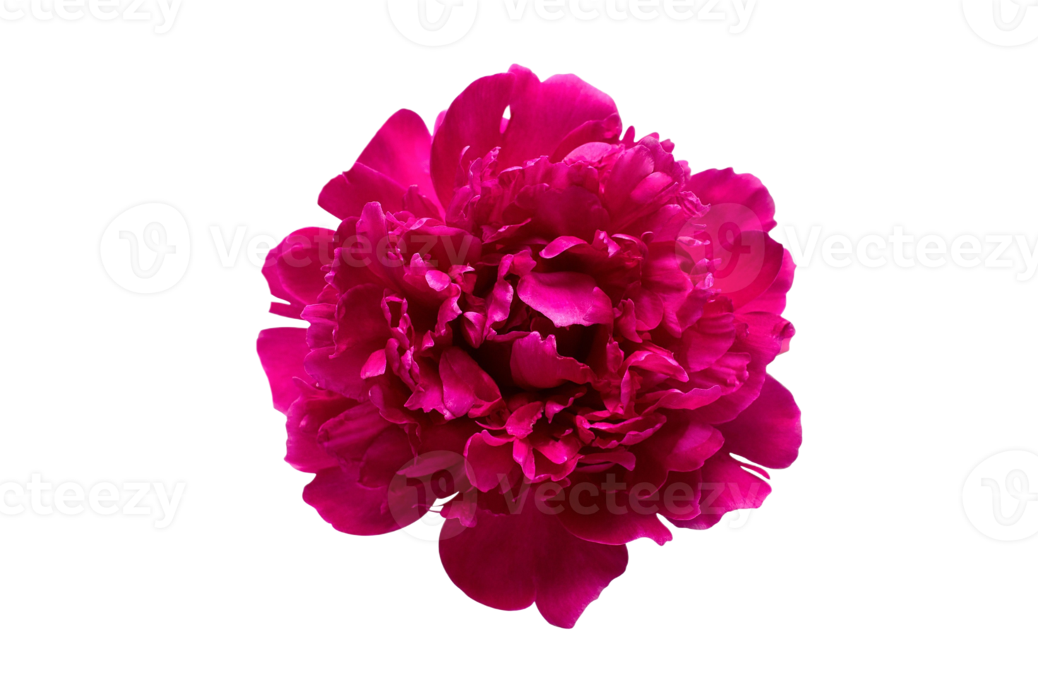 Red flower isolated on a transparent background png