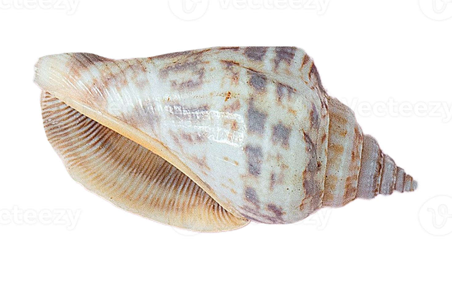 Seashell decoration isolated on a transparent background png