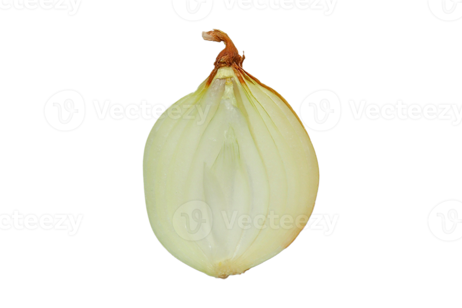 Vegetables onion isolated on a transparent background png