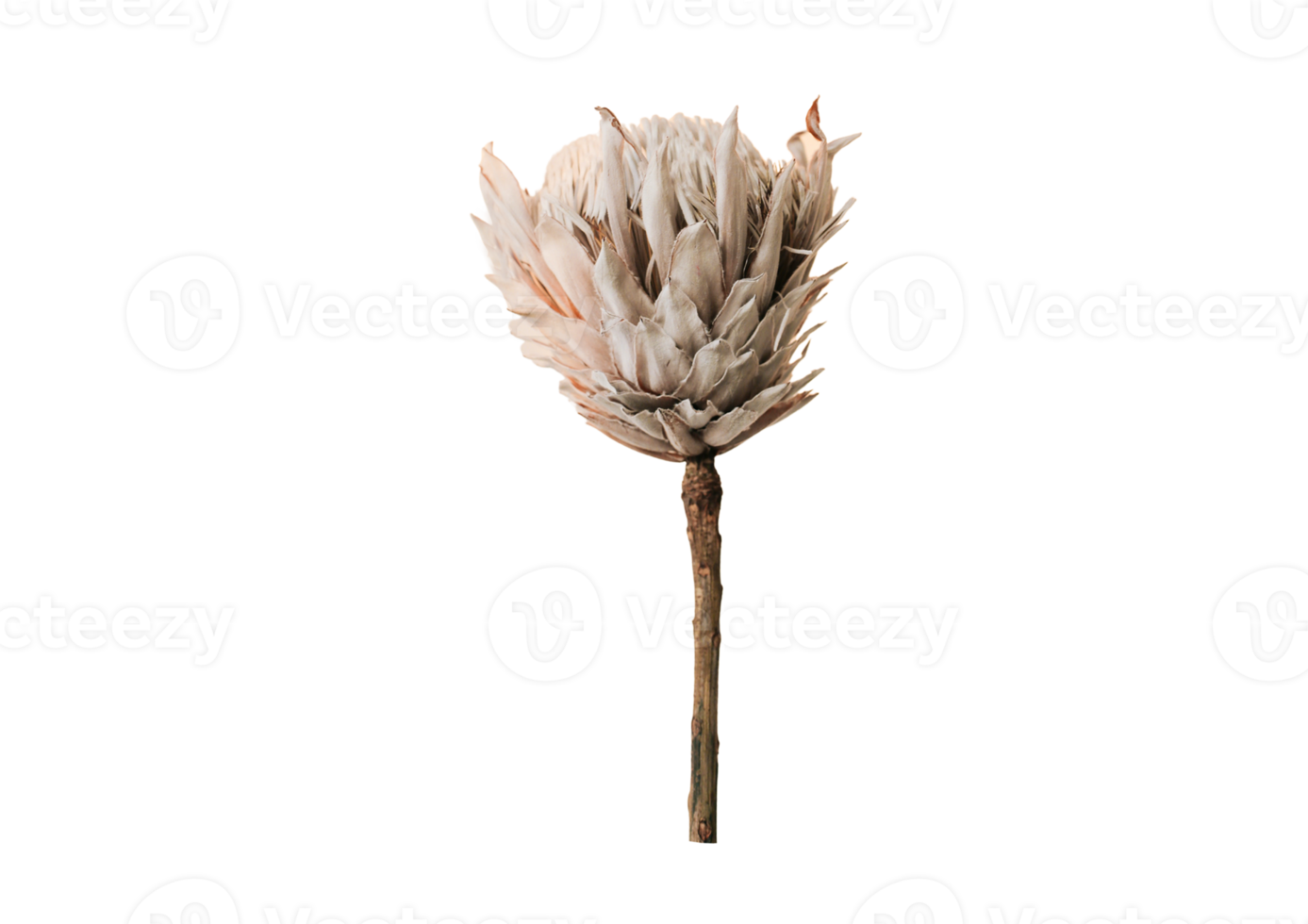 Dried flower isolated on a transparent background png