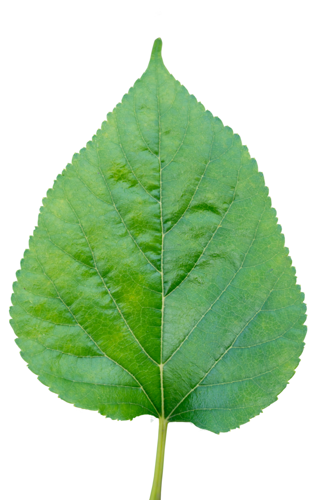 Fresh green leaves of the mulberry tree. for isolated transparent. png