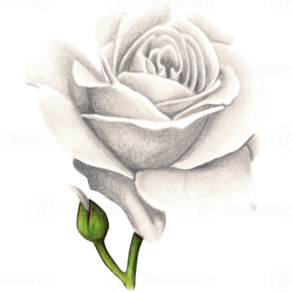 watercolor realistic rose hand drawn png