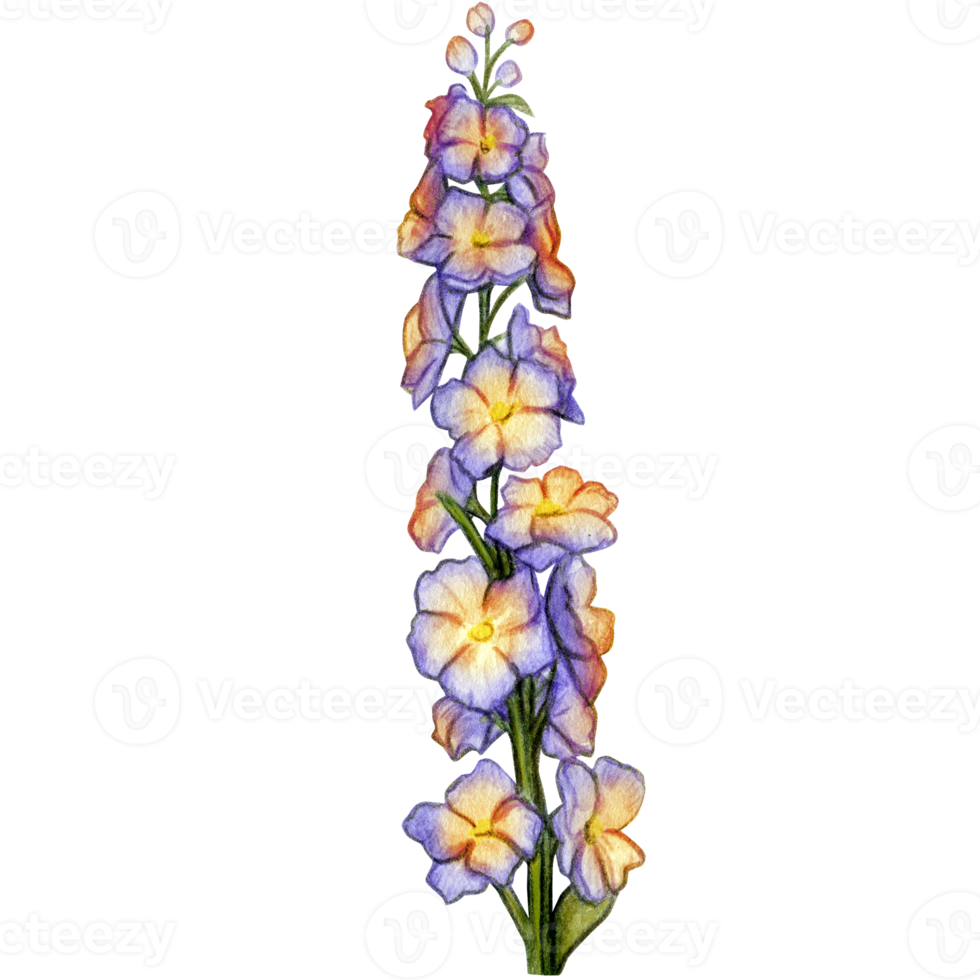 watercolor hand drawn delphinium flower branch png