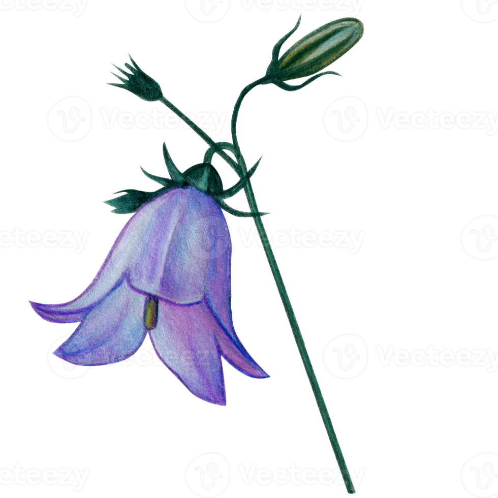 watercolor hand drawn harebell flowers png