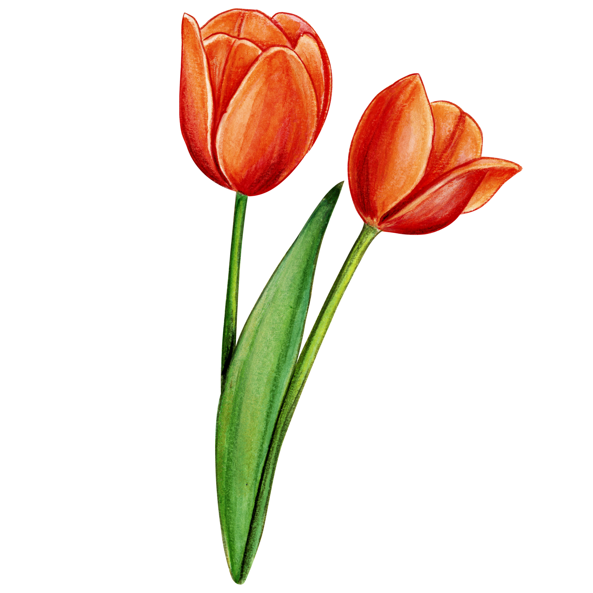 watercolor hand drawn colorful tulip 21360526 PNG
