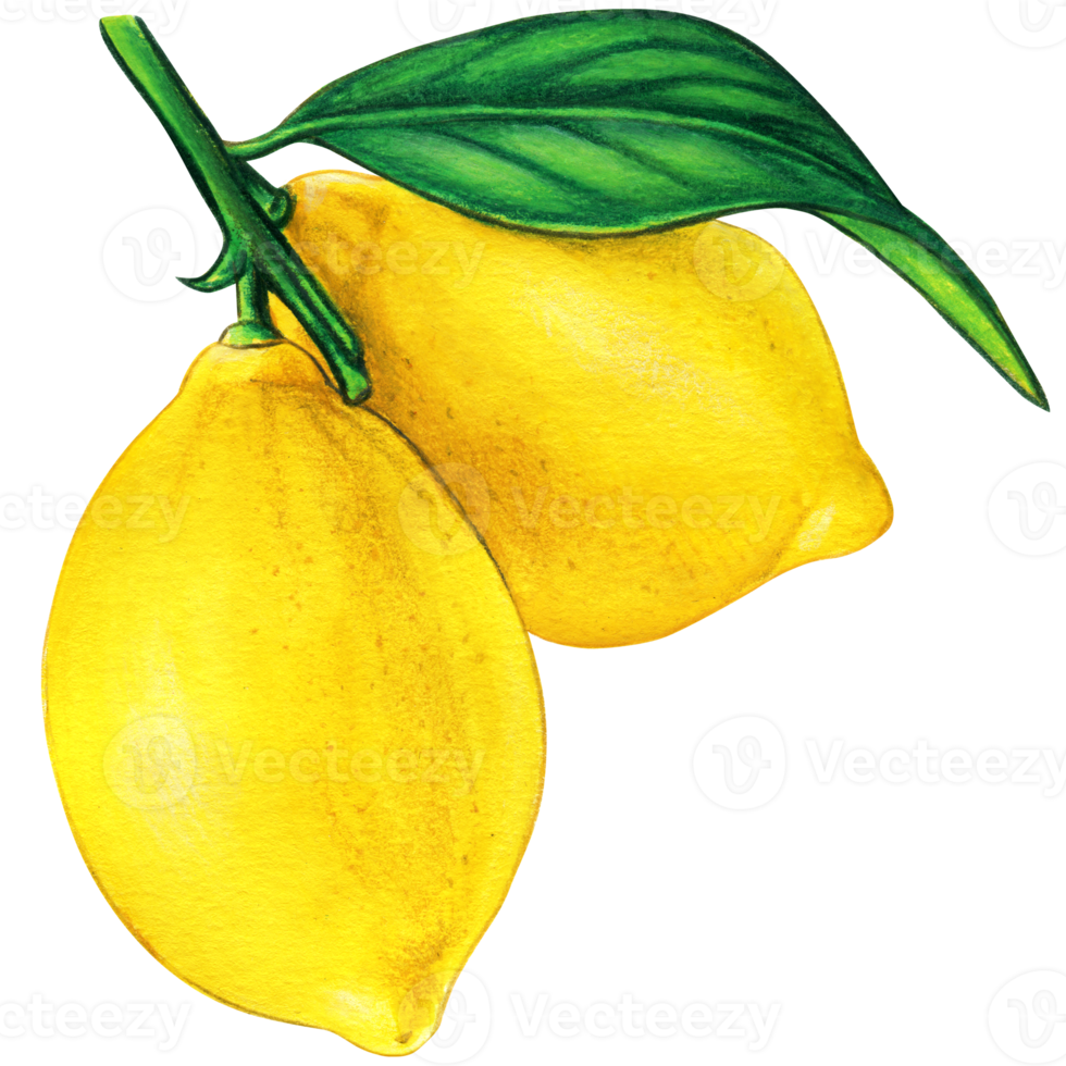 acquerello Limone illustrazione isolato png