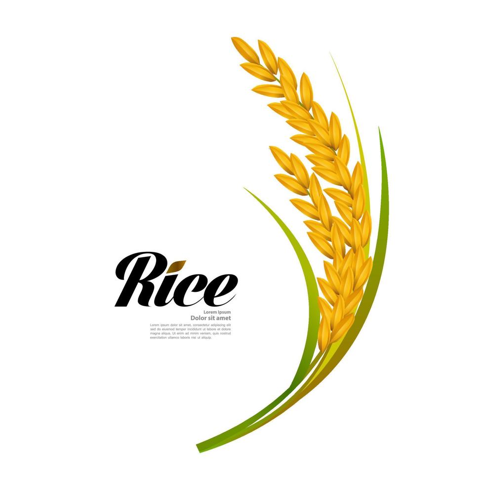 Premium Rice great quality design concept  vector. vector