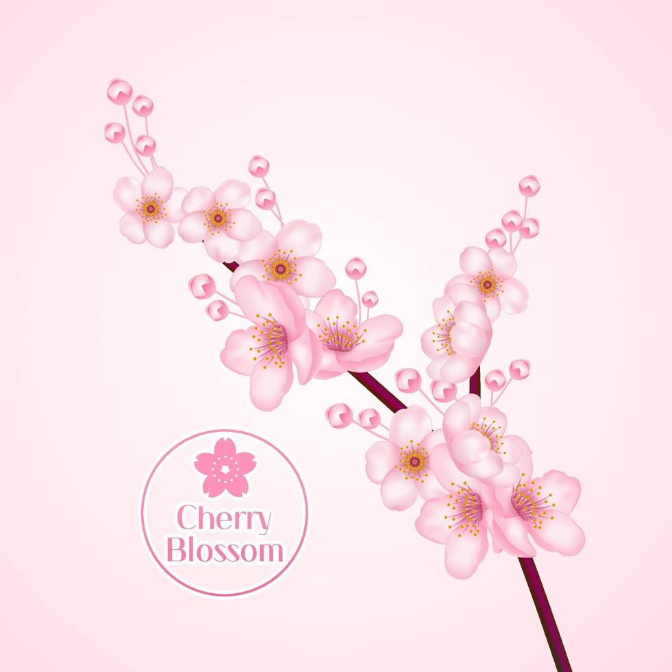 Cherry blossom, sakura branch with pink flowers illustration. vector