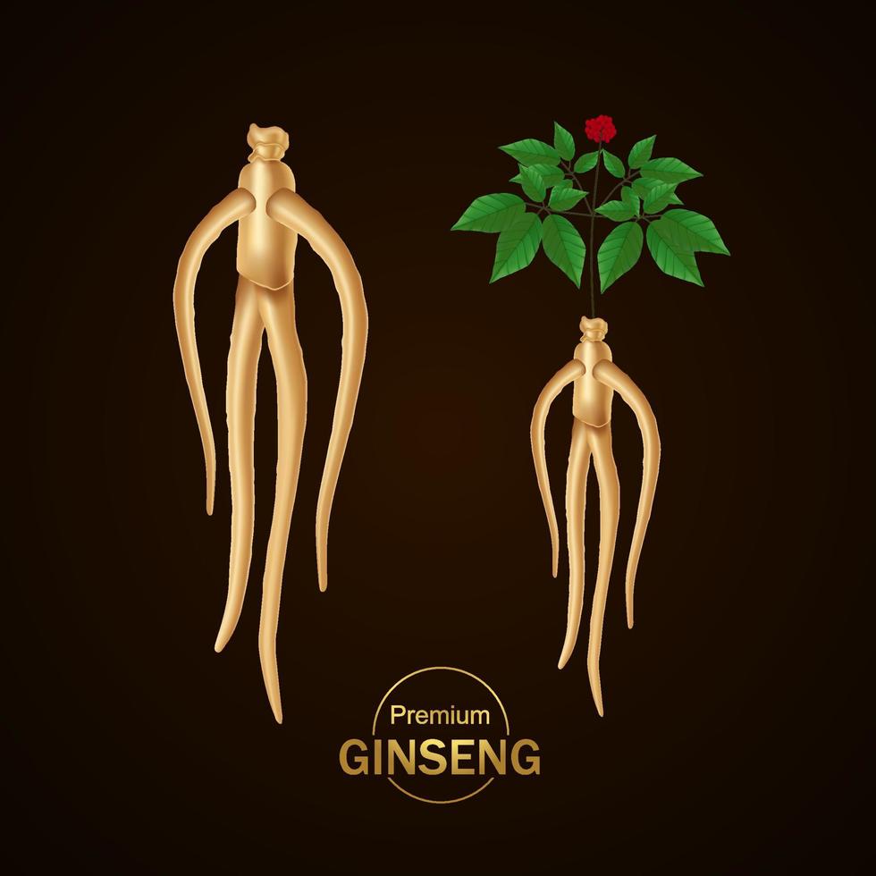 Premium ginseng vector illustration